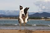 AMSTAFF ADULT 267